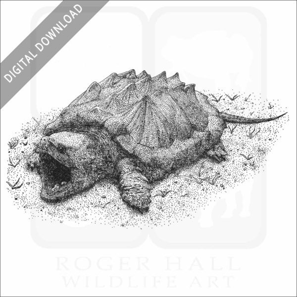 Alligator Snapping Turtle stock image