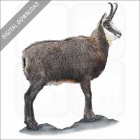 Alpine Chamois stock art image