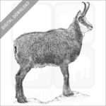 Stock Art Drawing of an Alpine Chamois - Image 2