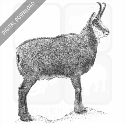 Stock Art Drawing of an Alpine Chamois - Image 2