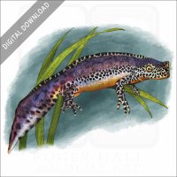 Alpine Newt stock art image