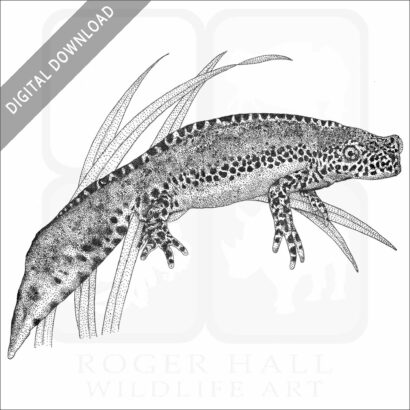 Stock Art Drawing of an Alpine Newt - Image 2