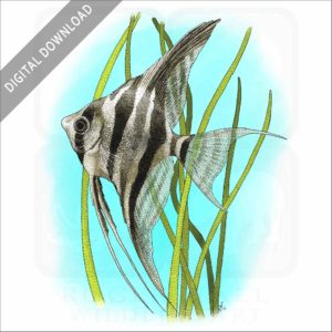Altum Angelfish stock art illustration