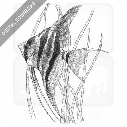 Stock Art Drawing of an Altum Angelfish - Image 2