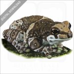 Amazon Milk Frog stock image