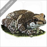 Amazon Milk Frog stock image