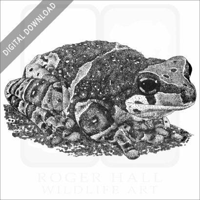 Amazon Milk Frog