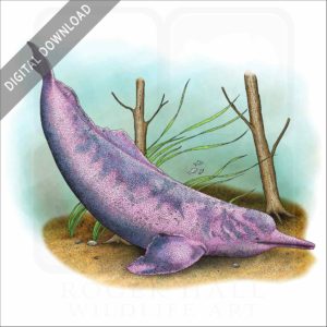 Amazon River Dolphin stock image