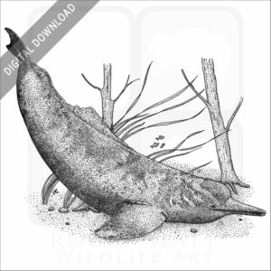 Amazon River Dolphin