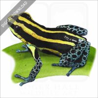 Reticulated Poison Dart Frog stock image