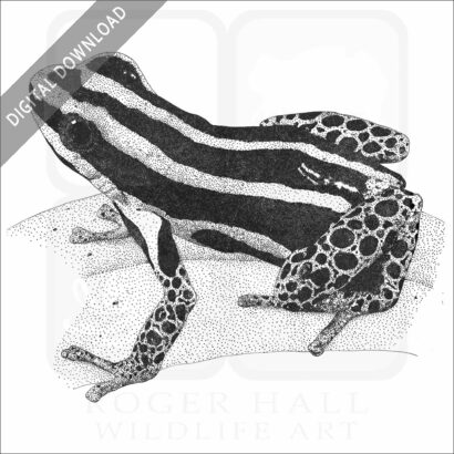 Reticulated Poison Dart Frog