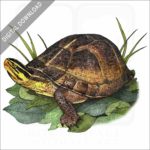 Amboina Box Turtle stock art image