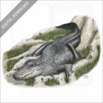 American Alligator stock illustration