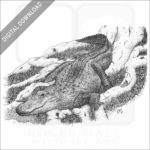 American Alligator