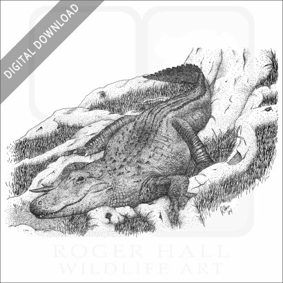 American Alligator