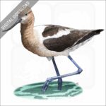 American Avocet stock art