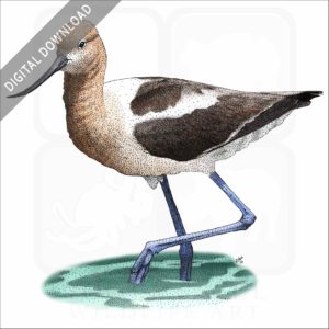 American Avocet stock art
