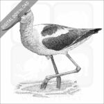 American Avocet