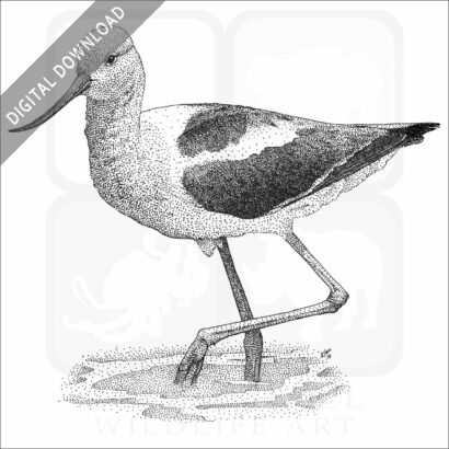 American Avocet