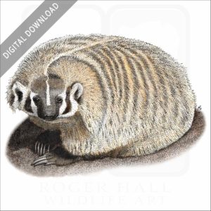 American Badger stock art image