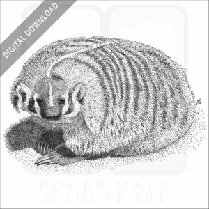 American Badger