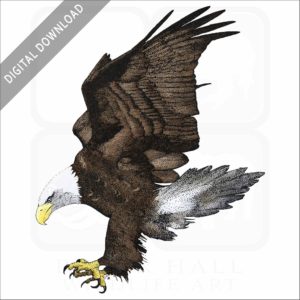 American Bald Eagle stock illustration
