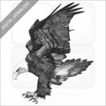 American Bald Eagle