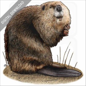 American Beaver stock image