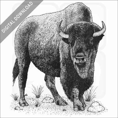 American Bison