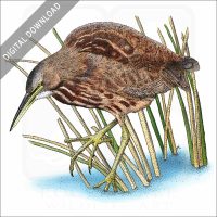 American Bittern stock illustration