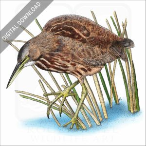 American Bittern stock illustration