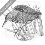 American Bittern