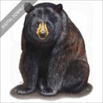American Black Bear stock art
