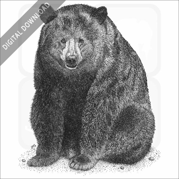 American Black Bear