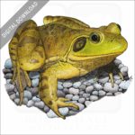 American Bullfrog stock art