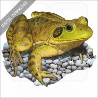 American Bullfrog stock art