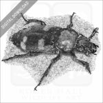 American Burying Beetle