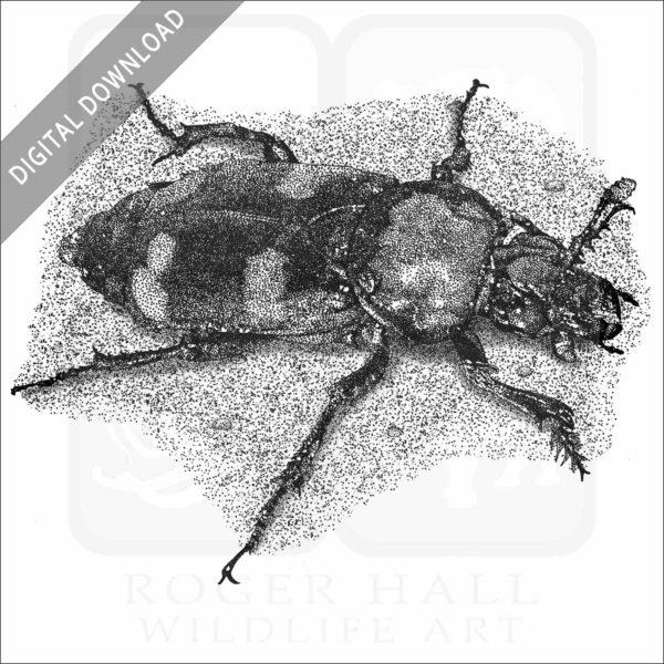 American Burying Beetle