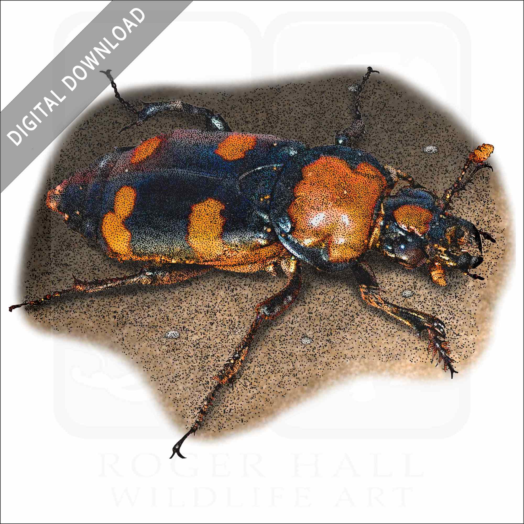 American Burying Beetle American Burying Beetle stock illustration