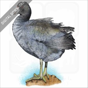 American Coot stock art