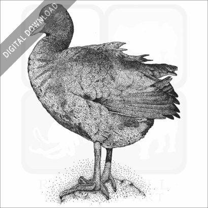 American Coot