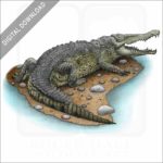 American Crocodile stock illustration