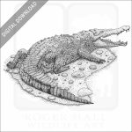 American Crocodile