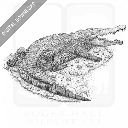 American Crocodile