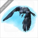American Crow stock art drawing