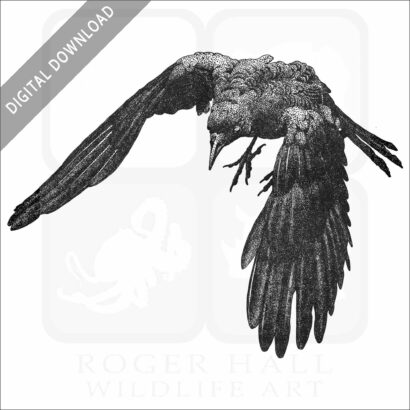American Crow