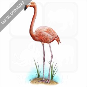 American Flamingo stock illustration