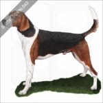 American Foxhound stock art image