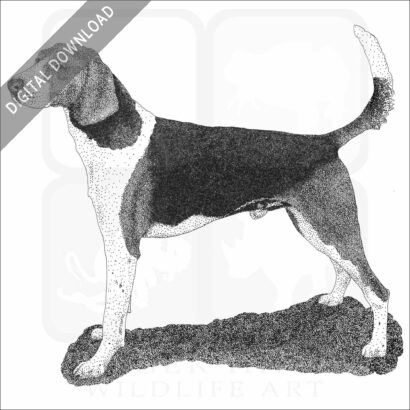 American Foxhound