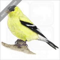 American Goldfinch stock illustration